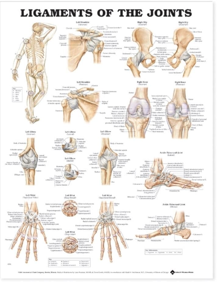 Ligaments of the Joints Anatomical Chart, 20" x 26" - Ligaments of the Joints - Image 1
