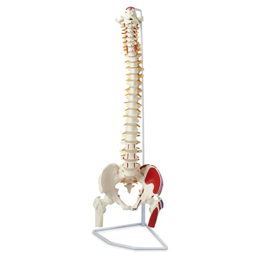 Vertebral Column Anatomical Model with Femur Heads, Muscle Insertions, and Removable Sacral/Chest, Flexible Mounted, 8x8x37" - Vertebra Column W/Access. - Image 1
