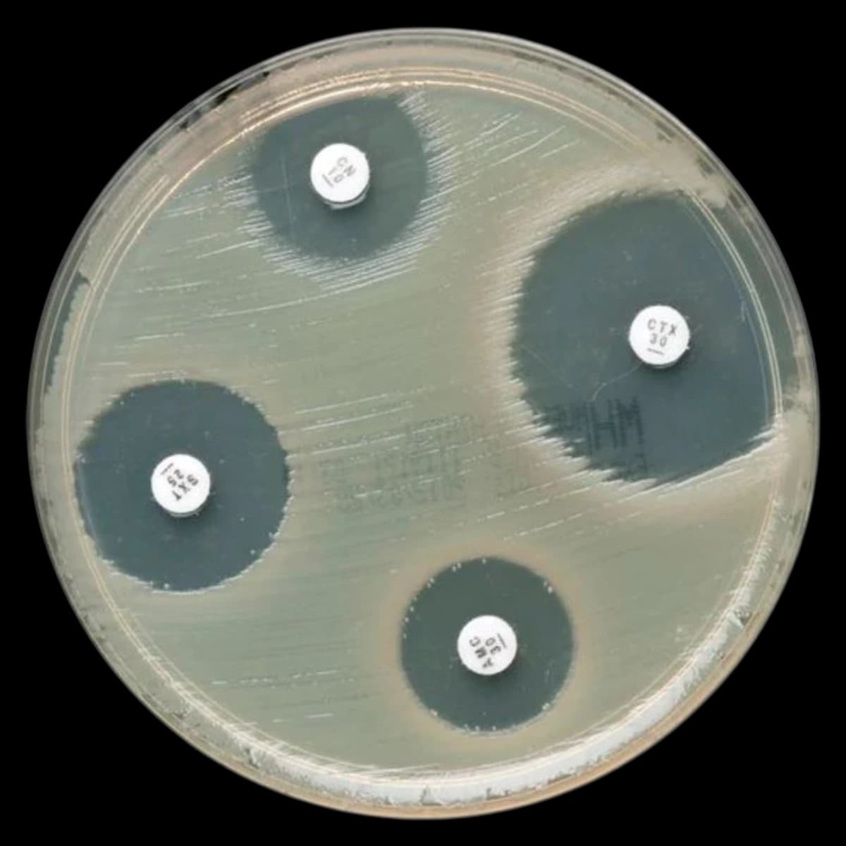 Remel Mueller-Hinton Agar Plate, 15x100mm, Pack of 10 - Mueller Hinto Agar 15x100mm - Image 1