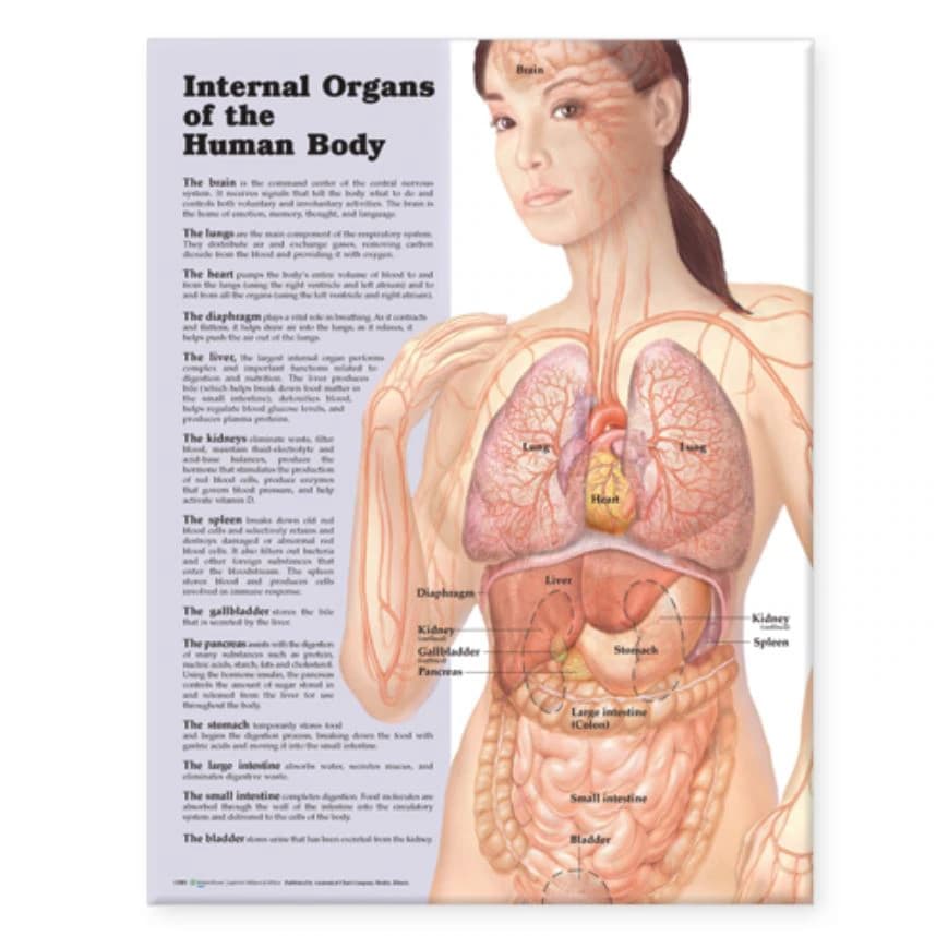 Laminated Internal Organs Anatomical Poster, 20x26 inches, Wolters Kluwer Health - Laminated Internal Organs - Image 1