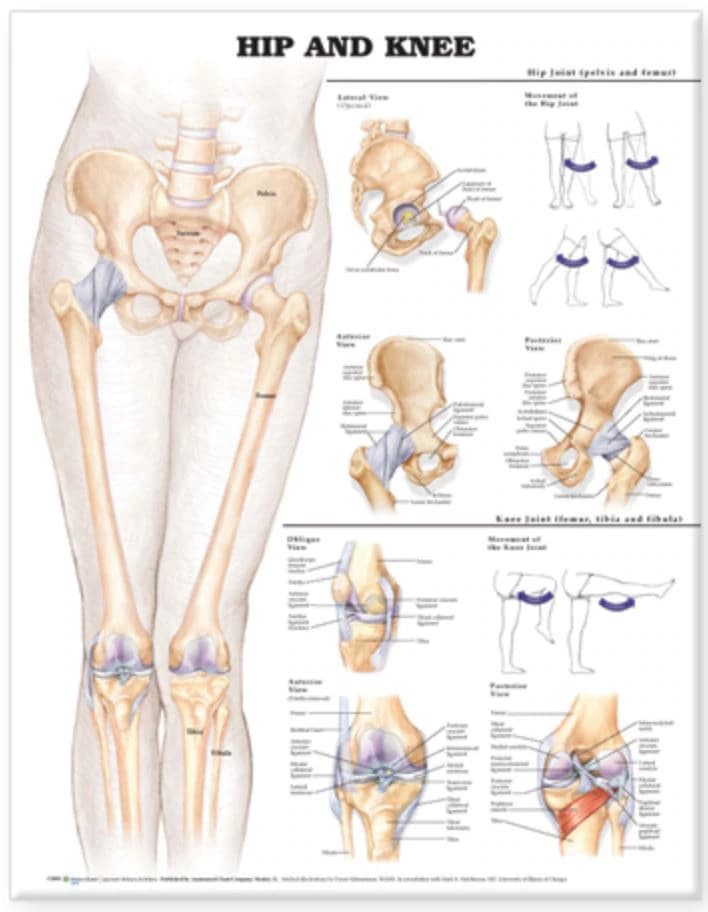Hip & Knee Anatomical Chart, 20" x 26", Each - Chart Hip/Knee - Image 1