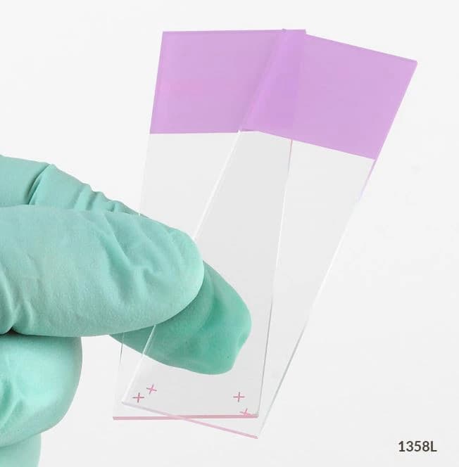 Globe Scientific Diamond Frosted Microscope Slides, 25x75mm, Lilac, Charged White Glass, 90° Ground Edges, 72/Case - Slide Microscope +Chg - Image 1