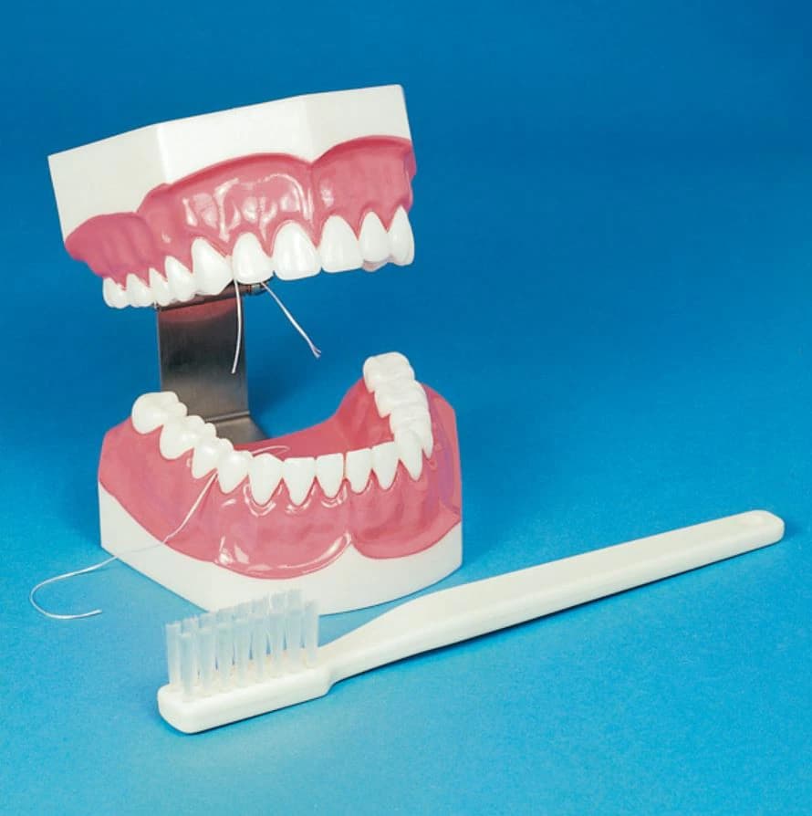 Hager Worldwide Brush-N-Floss Full Mouth Training Model with Oversized Toothbrush, 355636 - Brush-N-Floss Study Model and Oversized Toothbrush - Demonstration Model and Oversized Toothbrush - Image 1