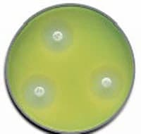 BBL Mueller Hinton II Agar Prepared Media Plate, 100/Pk - Mueller Hinto II Agar - Image 1