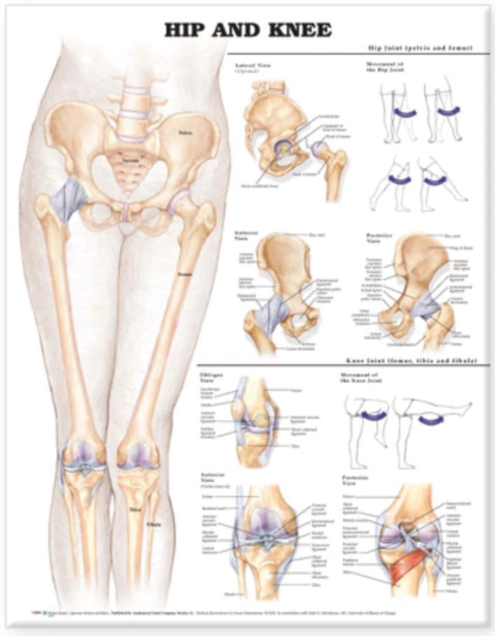Hip and Knee Anatomical Chart, 20" x 26", Paper, Each - Hip & Knee Chart Paper - Image 1
