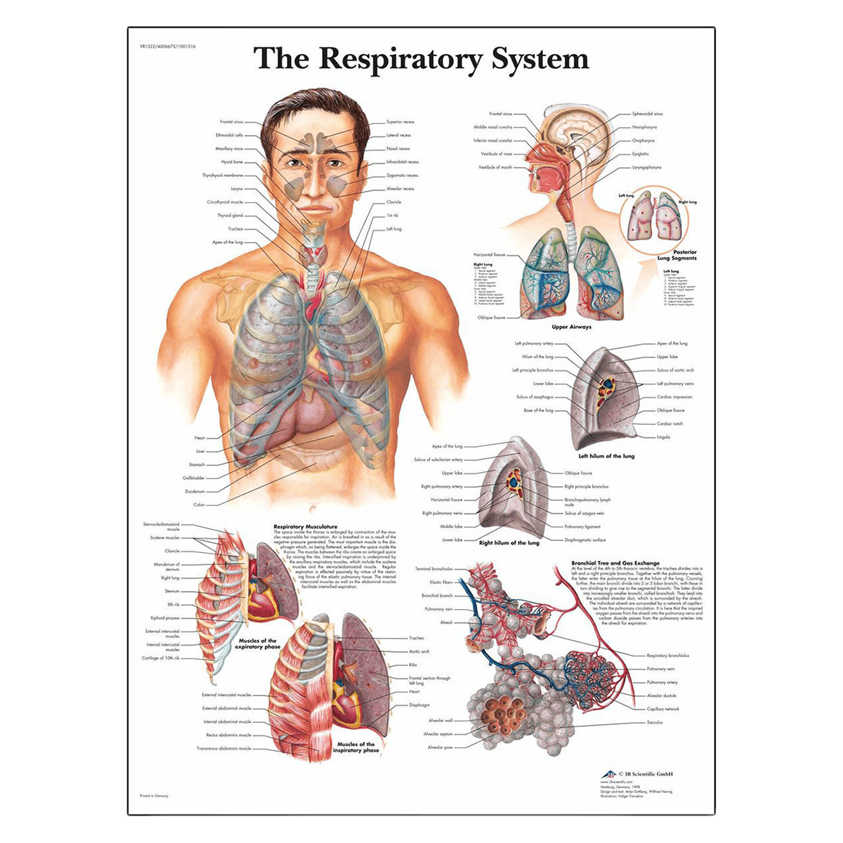 3B Scientific Respiratory System Anatomical Chart, 20" x 26", Each - Anatomical Chart Respiratory - Image 1