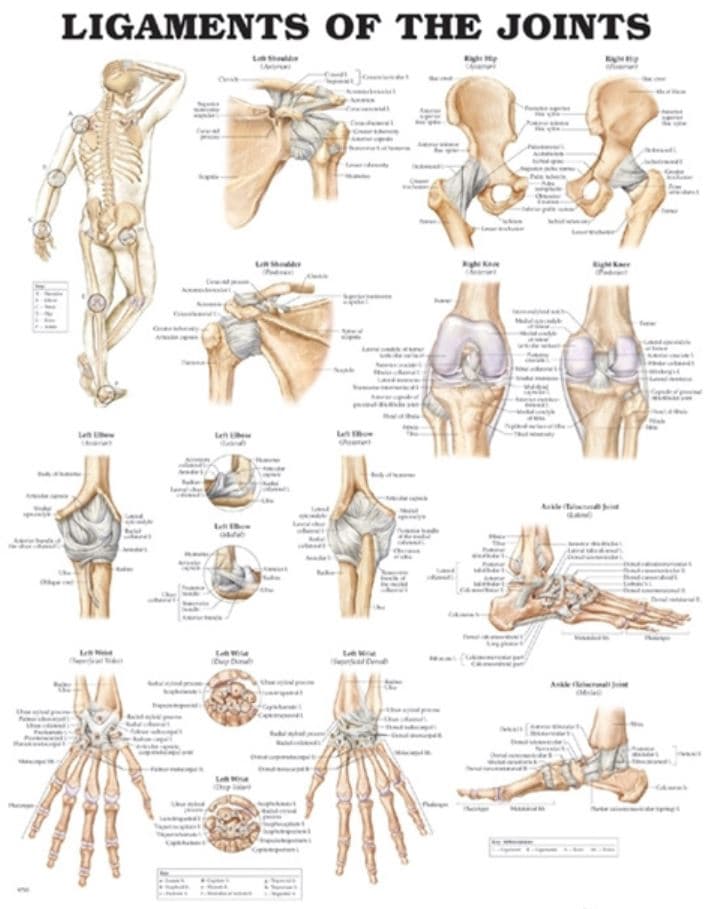 Ligaments of the Joints Anatomical Chart, Unmounted, 20" x 26" - Chart Ligaments Of The Joints - Image 1