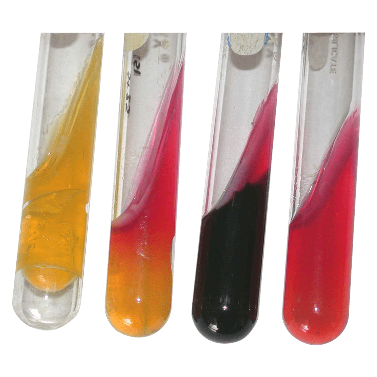 BD BBL Triple Sugar Iron Agar, 500g, Each - Sugar Iron Agar Triple - Image 1