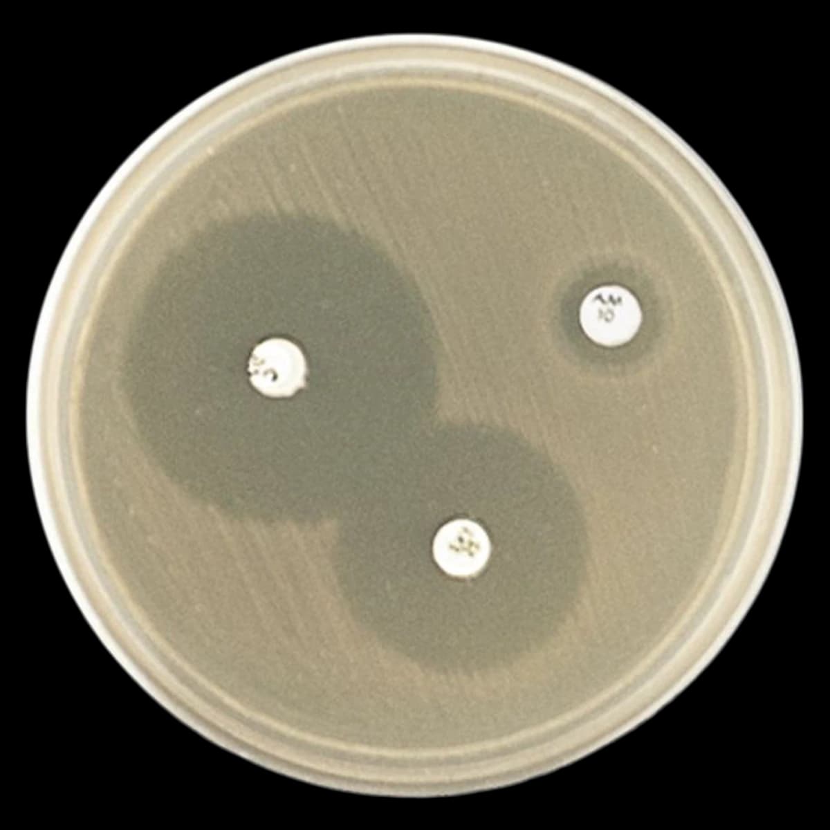 Remel Haemophilus Test Medium (H. Test) Culture Plate, 10/Package - Haemophilus Test Medium - Image 1