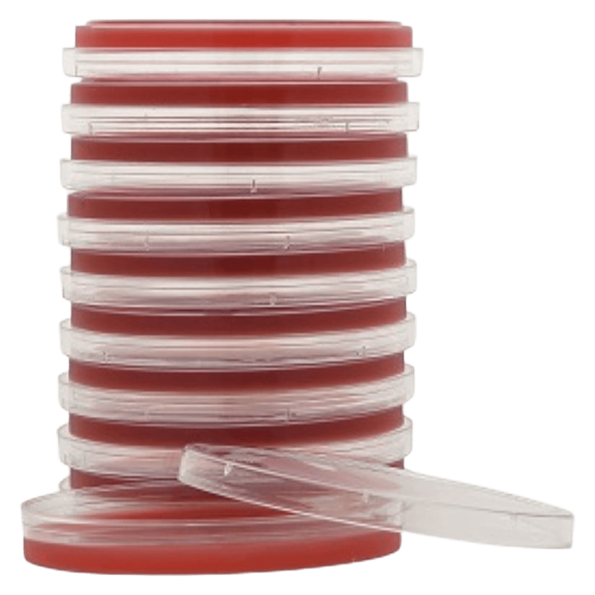 Trypticase Soy Agar (TSA) with 5% Sheep Blood Culture Plates, 15x100mm, 10/Pk - Tsa Blood Agar W/5% Sheep - Image 1