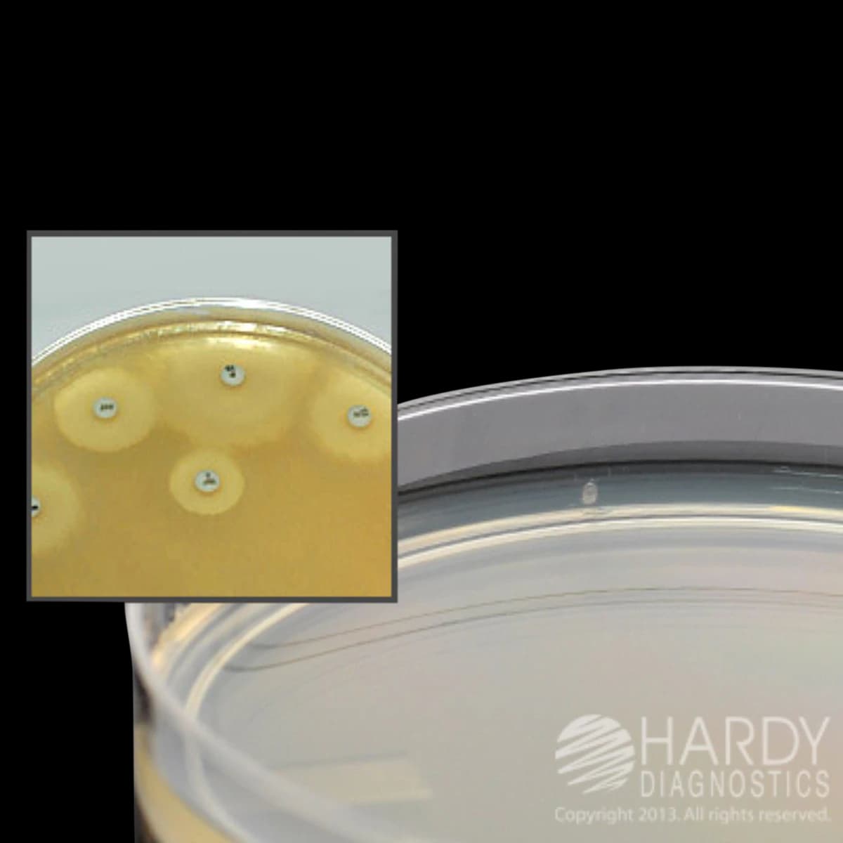 Hardy Diagnostics Mueller Hinton Agar Plates, 10/Package - Mueller Hinton Agar - Image 1