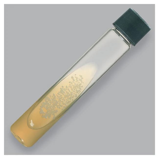 Remel Trypticase Soy Agar (TSA) D-Slant Tube, 20/Package - Trypticase Soy Agar D-Slant - Image 1