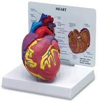 Nasco Healthcare Heart Anatomical Model with Card, 3-3/4 x 2-1/2 x 2-3/4 in - Model Heart w/Card - Image 1
