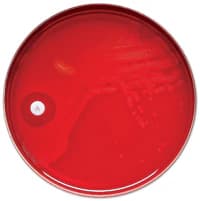BD BBL Taxo VX Factor Sensi-Disc, 30 Discs per Cartridge - Taxo R VX Factor - Image 1