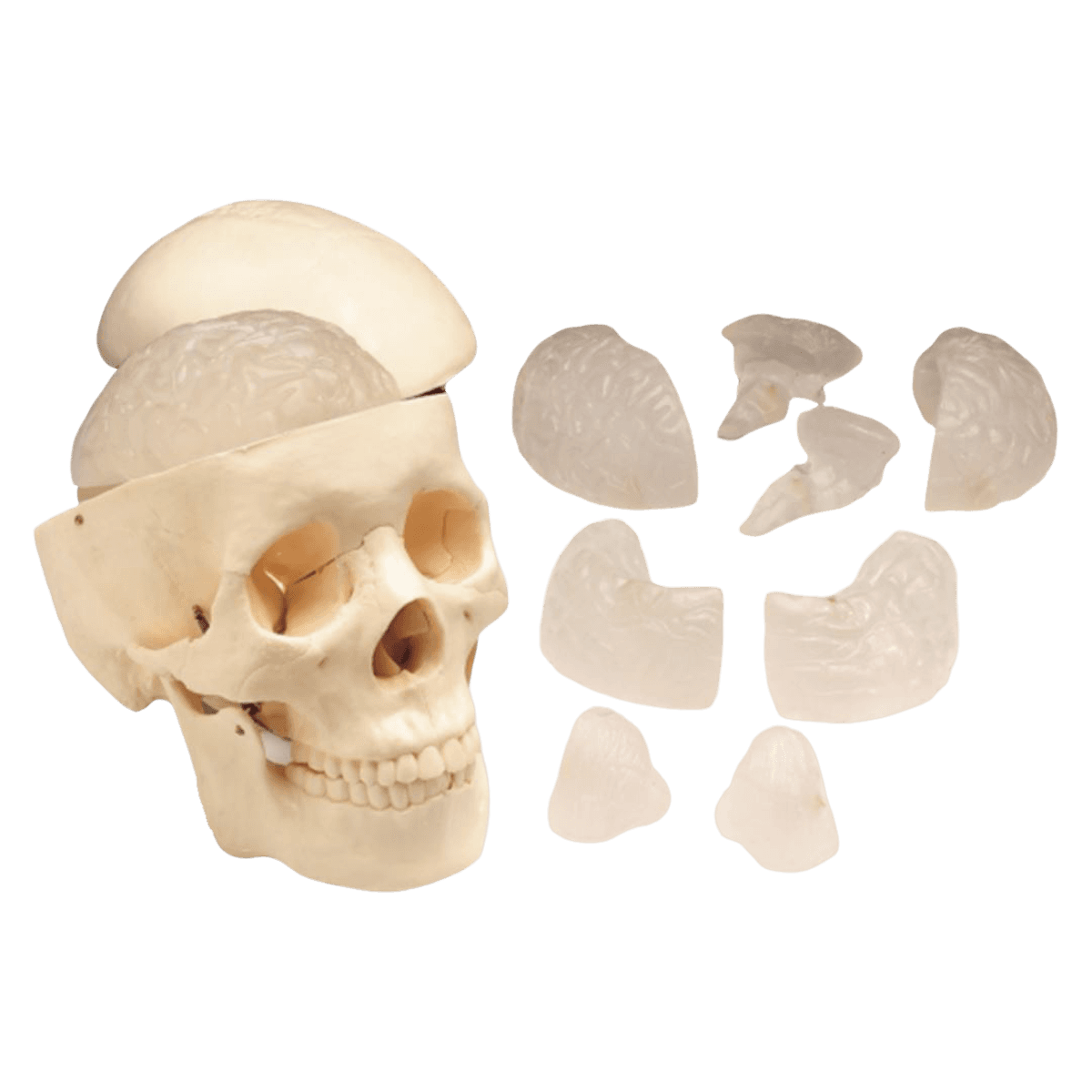 Budget Anatomical Skull Model with 8-Part Brain - Model Anat Budget Skull - Image 1
