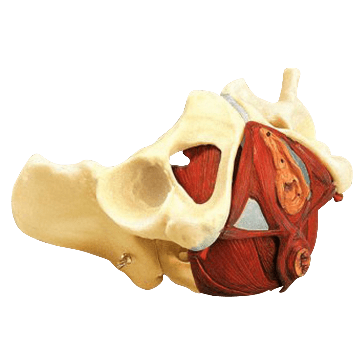 Pelvis Model with Pelvic Floor, Female, Educational Model - Pelvis Model w/Pelvic Floor - Image 1