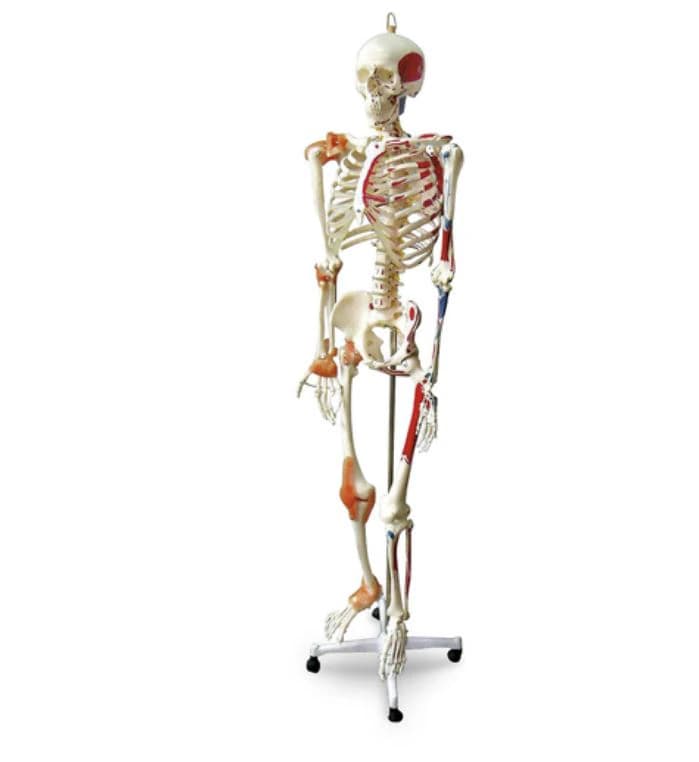 Nasco Healthcare Full-Size Human Skeleton with Muscles and Ligaments, Roller Base, 67" - Skeleton Human w/Muscle & Liga - Image 1