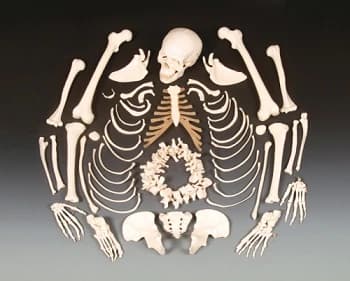 Disarticulated Skeleton Anatomical Model with Stand and Detachable Head - Skeleton Disarticulated Budget - Image 1
