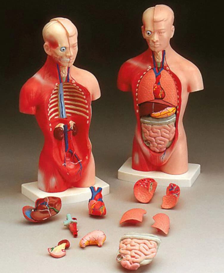 Little Joe Torso Anatomical Model, 10" Male, Mounted, Each - Torso Little Joe Budget - Image 1