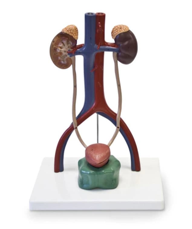 Nasco Healthcare Urinary System Anatomical Model, Mounted, 14-1/2 x 9 x 5 in - Model Urinary System - Image 1