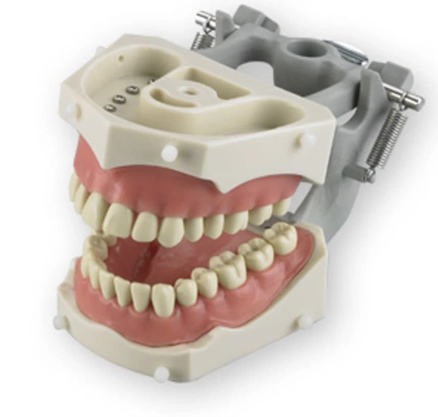 Model Typodont, Upper/Lower, -SM-PVR-860 - Model Typodont - Image 1