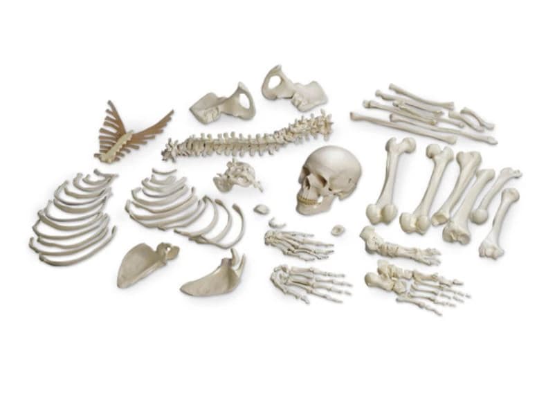 Nasco Disarticulated Human Skeleton, Full Size, Educational Model - Skeleton Disarticulated Nasco - Image 1