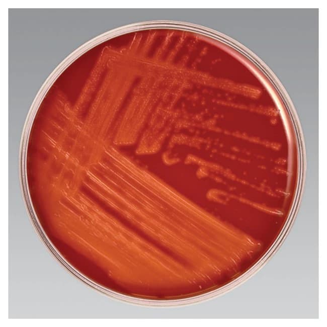 Remel SXT Blood Agar Culture Monoplate, 8/Package - SXT Agar Blood - Image 1