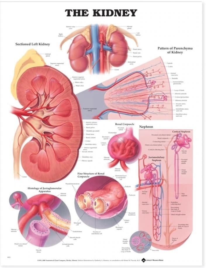 The Kidney Anatomical Chart, 20" x 26" Wall Chart (Wolters Kluwer Health) - Anatomical/Wall Kidneys Chart - Image 1
