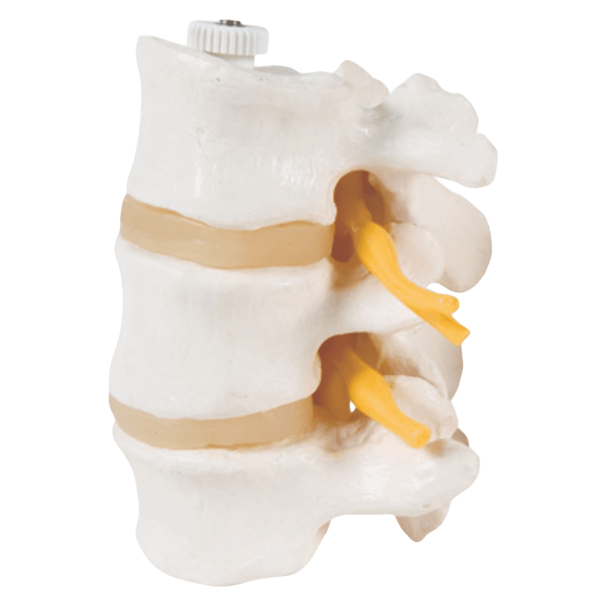 3B Scientific 3 Lumbar Vertebrae Anatomical Model, Mounted - Model 3 Lumbar Vertebrae - Image 1