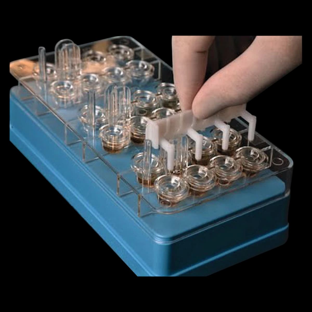 Lincoln Dip-Well Tray for 8-Prong Applicators with Cover, 24 Wells, Single - Dip-Well Trays (Single) - Image 1