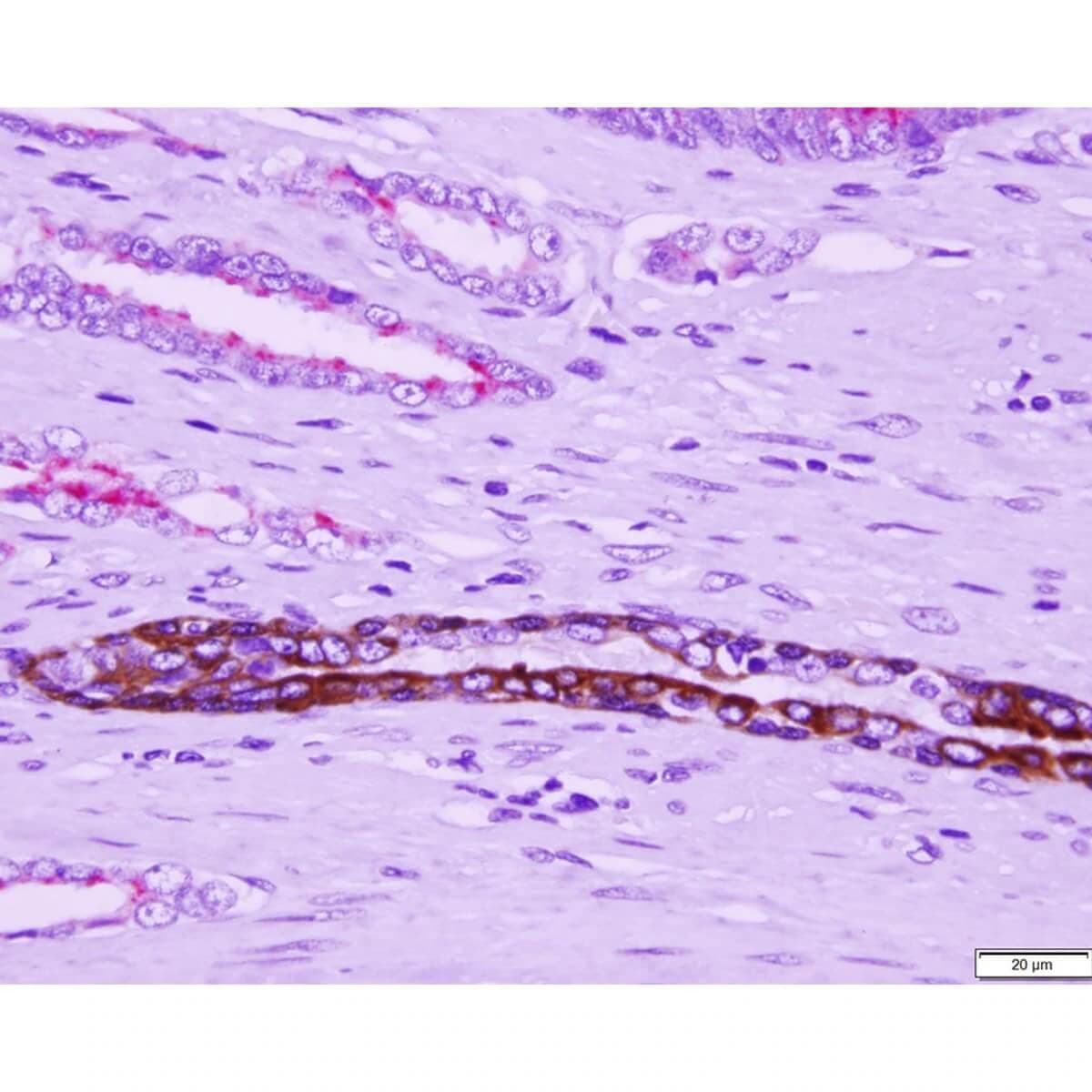 Azer Scientific Slide Control Multi-Tissue IHC, PIN-4, 20/Package - Slide Control Multi-Tiss IHC - Image 1