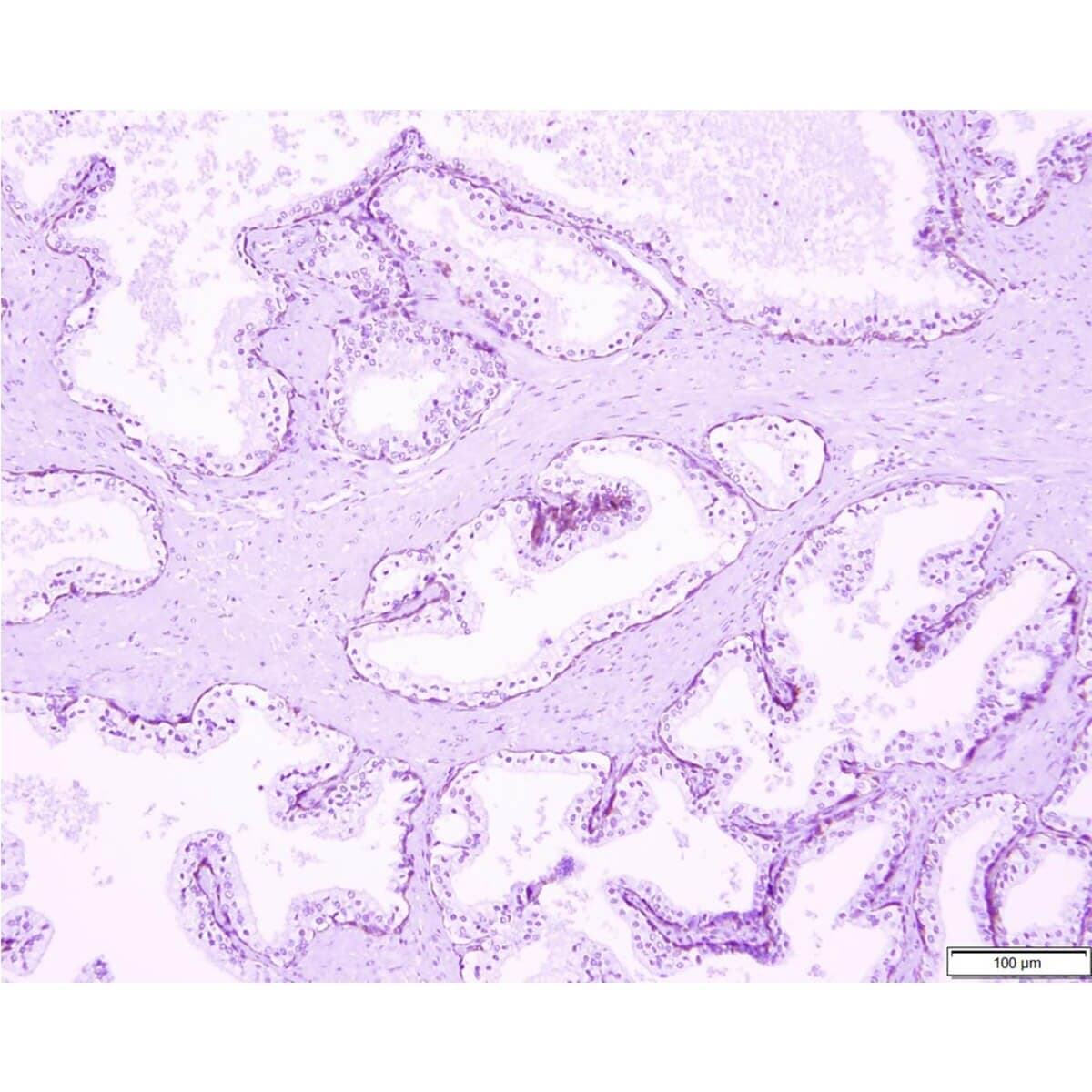 Azer Scientific Slide Control Multi-Tissue IHC, PIN-4, 20/Package thumbnail 2