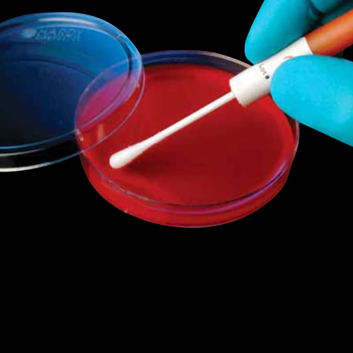 Hardy Diagnostics KwikSwab Control Organism, Streptococcus pyogenes ATCC, 2/Pk - Kwik Swab Strep Pyogen - Image 1