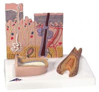 American 3B Skin Section Anatomical Model - Skin Section Model - Image 1
