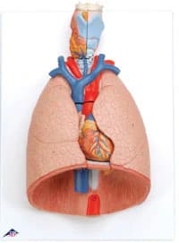 American 3B Lung & Larynx Anatomical Model, 7-Part - Lung Model with larynx, 7-part - Image 1