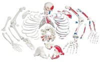 American 3B Disarticulated Painted Skeleton - Disarticulated Paintd Skeleton - Image 1