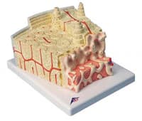 American 3B Bone Structure Anatomical Model - Bone Structure Model - Image 1