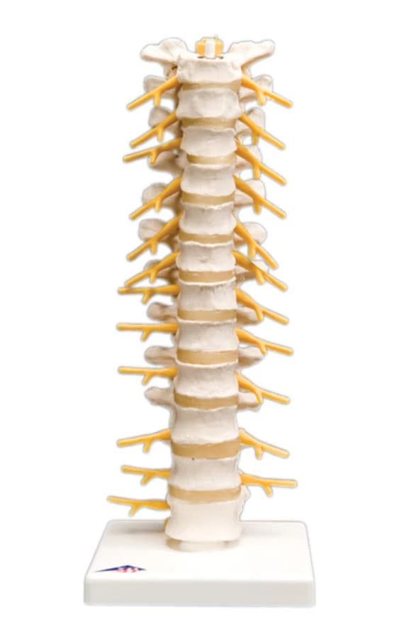 3B Scientific Thoracic Spinal Column Anatomical Model - Thoracic Spinal Column - Image 1