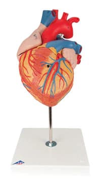 American 3B Heart Anatomical Model, 2 Times Life Size, 4-Part, Each - Heart, 2-Times Life Size, 4 pa - Image 1