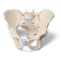 American 3B Scientific Male Pelvis Anatomical Model, 3-Part - Pelvis Male, 3-Part - Image 1