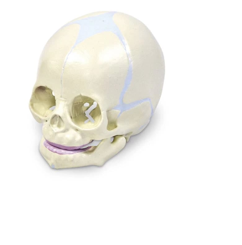 Nasco Healthcare Human Fetal Skull Anatomy Model - Model Human Fetal Skull - Image 1