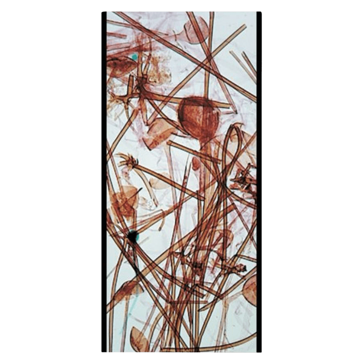 GSC International Prepared Microscope Slide, Fungi Mold, 3x1 inch, Each - Slide Prepared Fungi Molds - Image 1