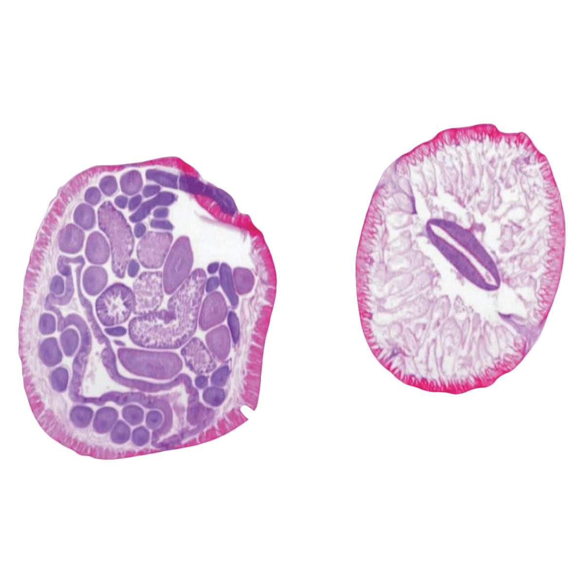 GSC International Prepared Microscope Slide, Ascaris lumbricoides, 3x1 inch, Each - Slide Ascaris Lumbricoldes - Image 1
