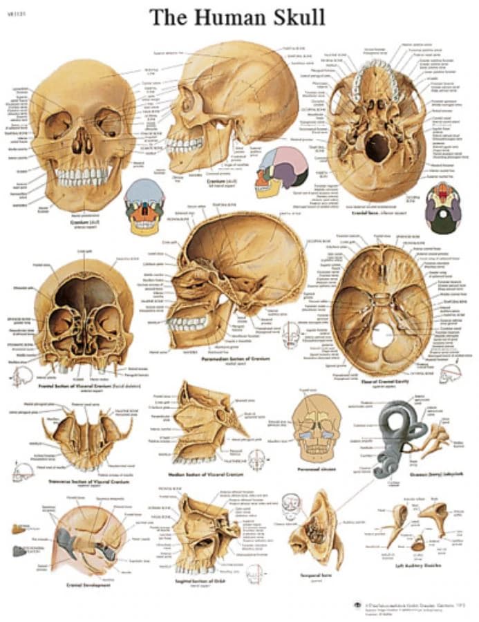3B Scientific The Human Skull Laminated Anatomy Chart, 20" x 25" - Chart Anat Human Skull Lamnt - Image 1