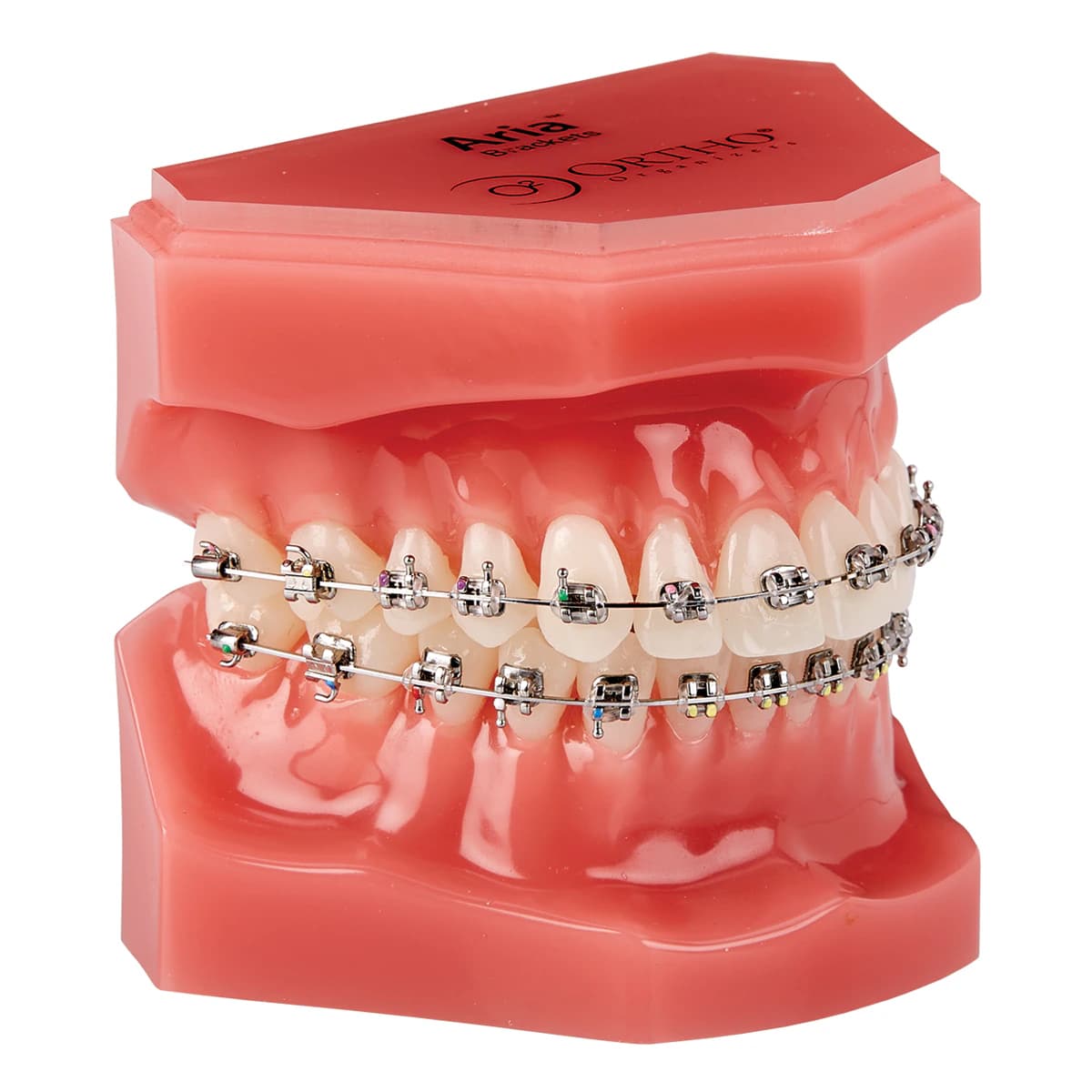 Aria Orthodontic Typodont 7x7 Molars & Upper/Lower Arches - Aria Orthodontic Typodont 7x7 Molars &amp; Upper/Lower Arches - Image 1