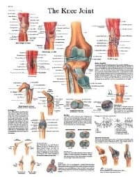 Togu Knee Joint Anatomical Chart, 20" x 25", Each - Chart Anatomical Knee Joint - Image 1