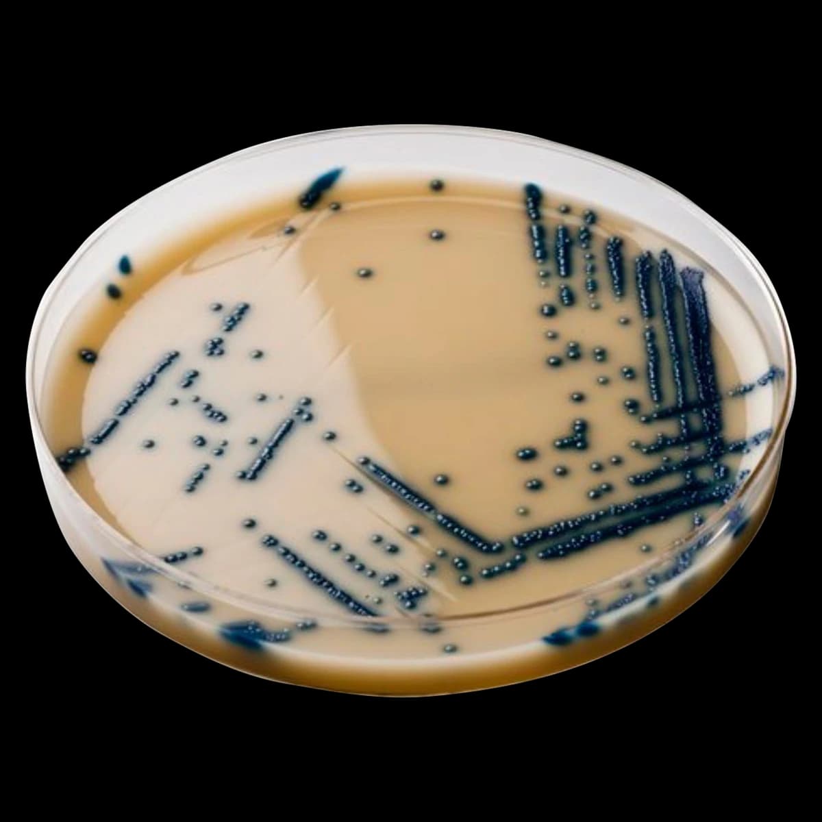 Remel Spectra VRE Agar Culture Media, Molecular, 18 mL, Semi-Opaque Light Tan, 10/Package - Media Culture Agar Spectra VRE - Image 1