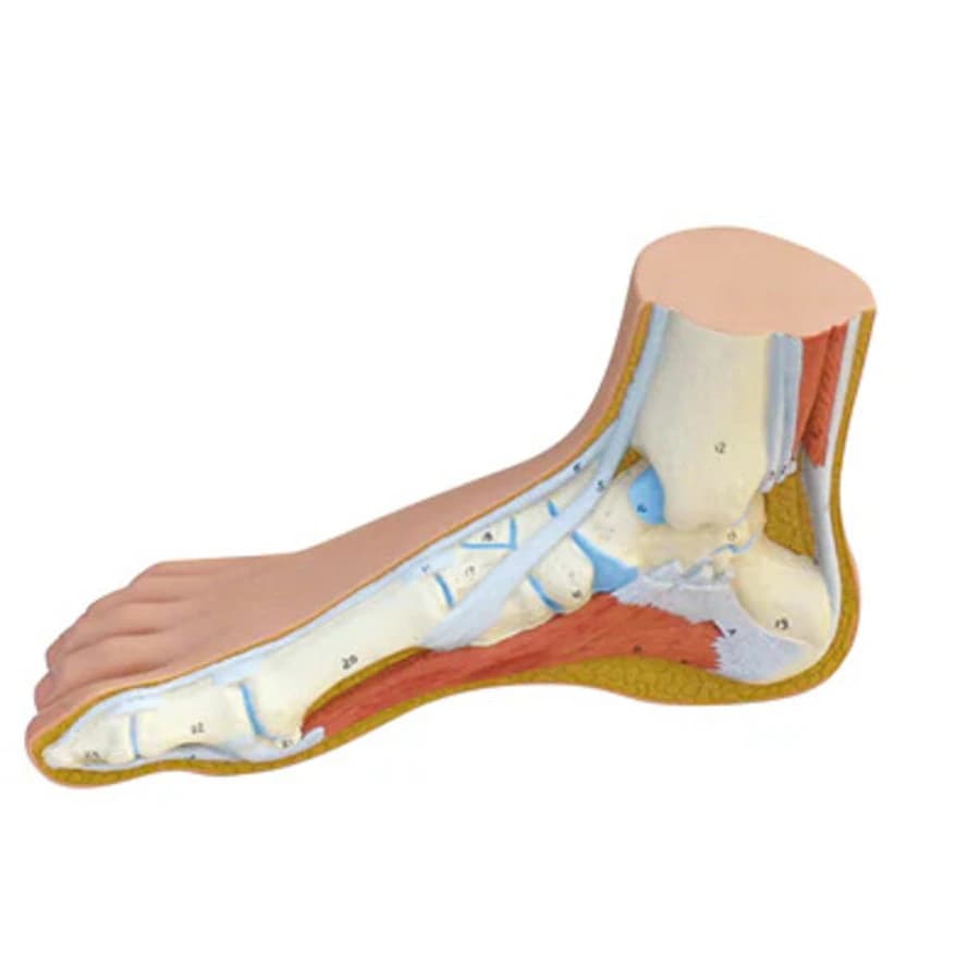 3B Scientific Foot Superficial Structures Anatomical Model - Foot Models - Image 1