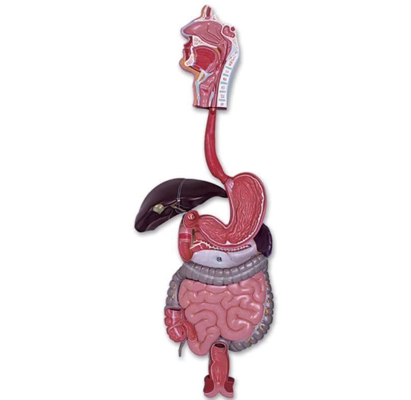 Nasco Healthcare Human Digestive Tract Anatomical Model, 3-Part, Baseboard Mount, 35.5" x 12" x 5" - Model Digestive System 3-Part - Image 1