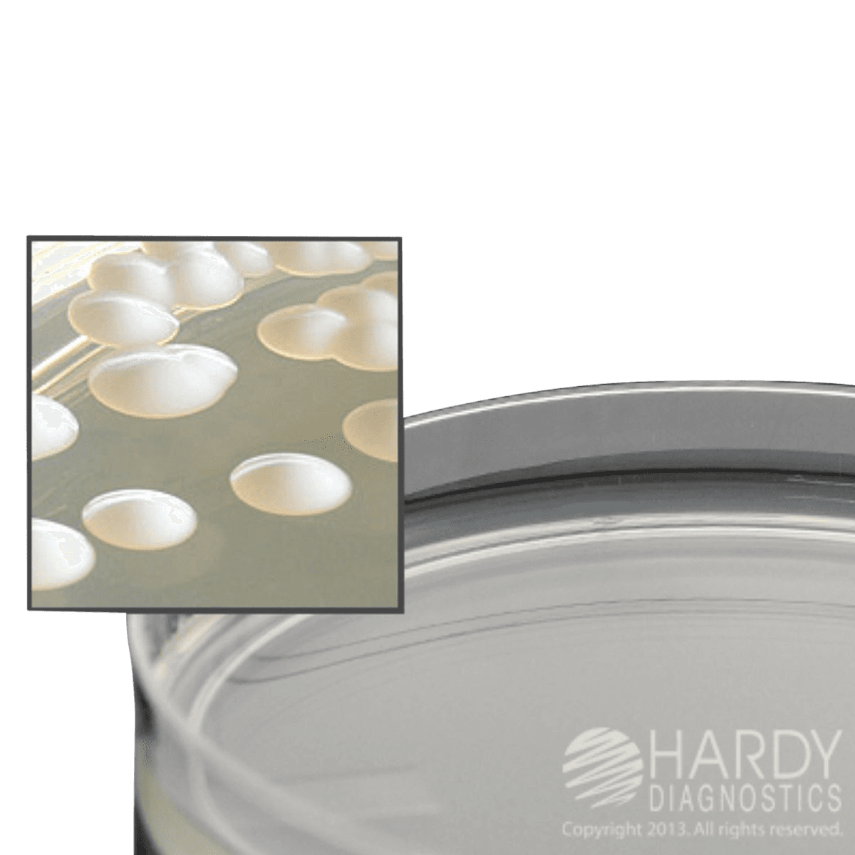 Hardy Diagnostics Mycobiotic Agar Plate, 15x100mm, Deep Fill, 10/Pk - Plate Mycobiotic Agar HDx Deep - Image 1